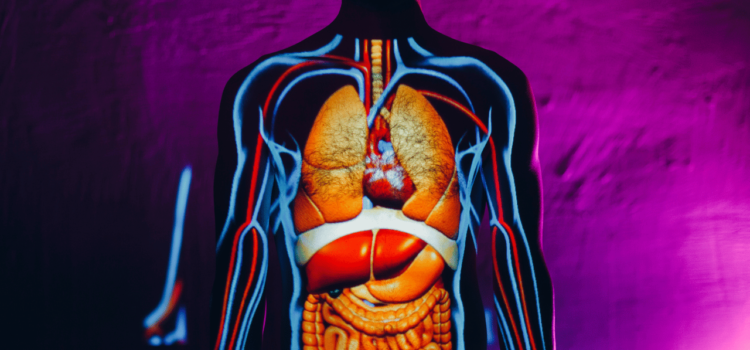 Les émonctoires : des organes essentiels pour l’élimination des toxines